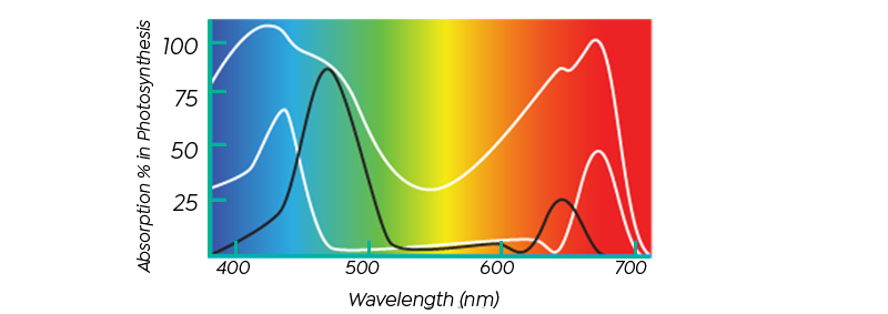 Colour - Wavelengths, Pigments, Light